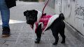 Las mascotas también tienen frío.