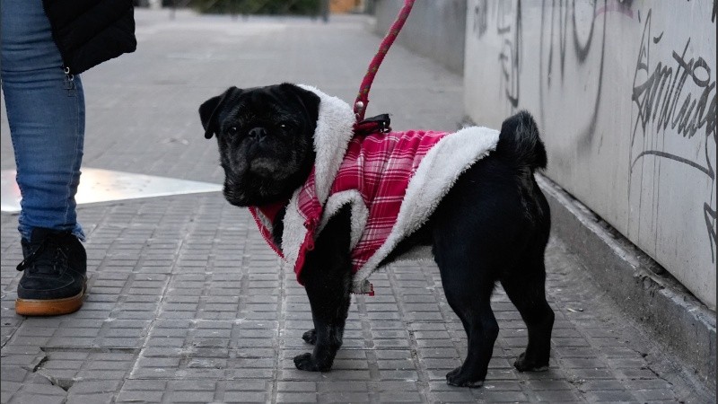 Las mascotas también tienen frío.