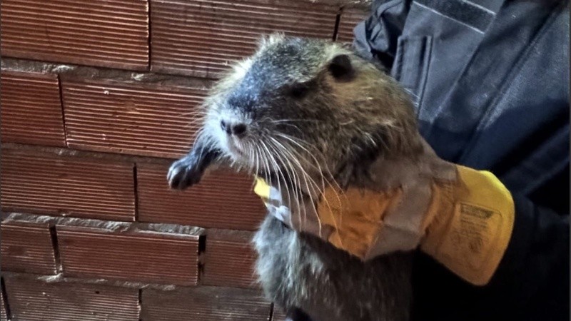 El aninamlito fue llevado y alojado en la sede de la Bricada Ecológica.
