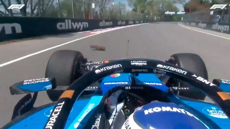El momento exacto en el que se cruzó el animal.