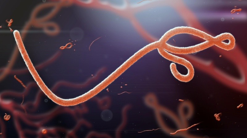 La OMS encendió las alarmas tras detectar un brote de la variante Bundibugyo en Uganda y el Congo.