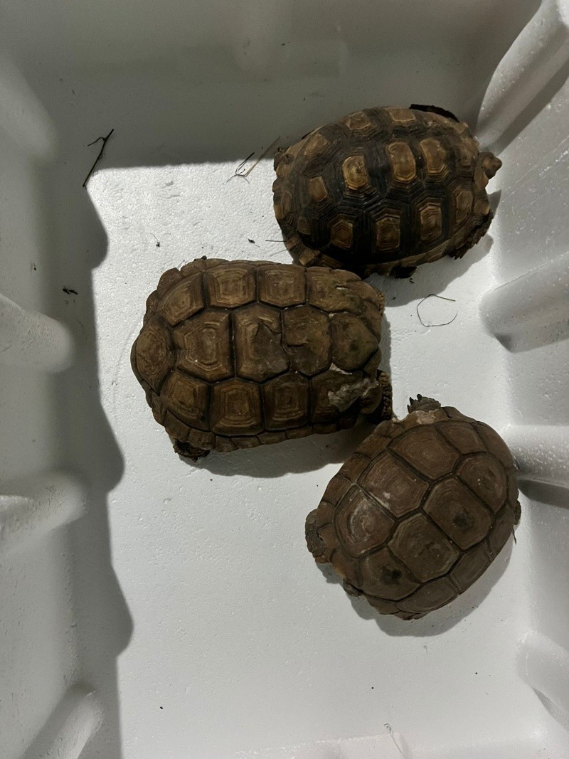 &nbsp;Las tortugas rescatadas.