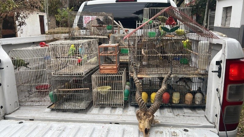 Parte de los animales rescatados.