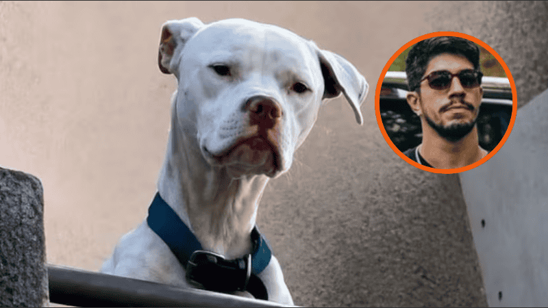Rescataron a un dogo argentino desnutrido de la casa del acusado por el femicidio de Agostina Vega.