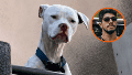 Rescataron a un dogo argentino desnutrido de la casa del acusado por el femicidio de Agostina Vega.