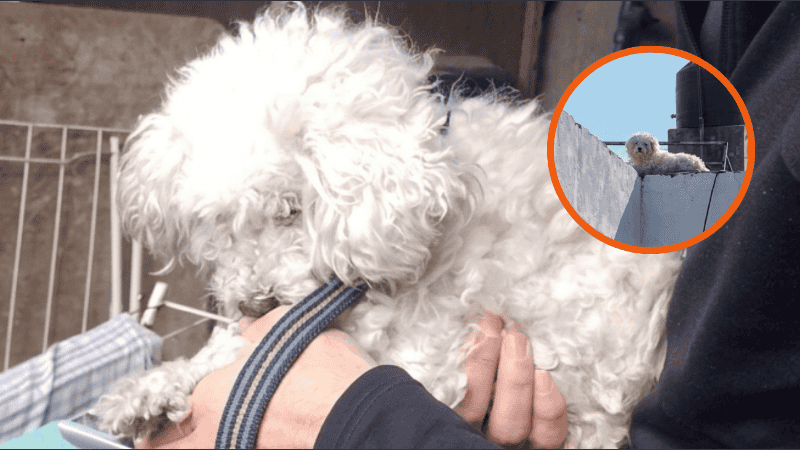 Rescataron a un perro caniche que vivía en una terraza con una cucha precaria y sin cuidados.