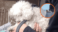 Rescataron a un perro caniche que vivía en una terraza con una cucha precaria y sin cuidados.