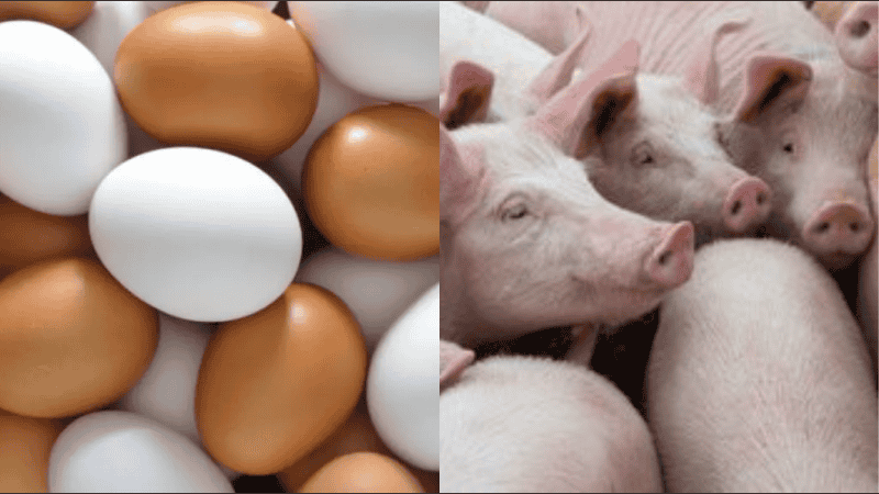 El cerdo y los huevos empujan una nueva ola exportadora argentina.