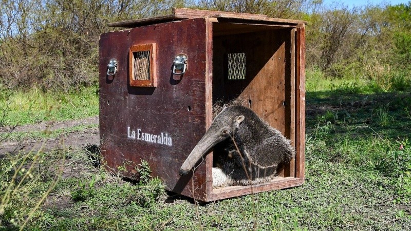 &nbsp;La hembra de oso hormiguero gigante fue rescatada tras sufrir el ataque de perros.