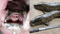 La especie llegó probablemente por liberaciones de acuarios o mercados de pescado vivo.
