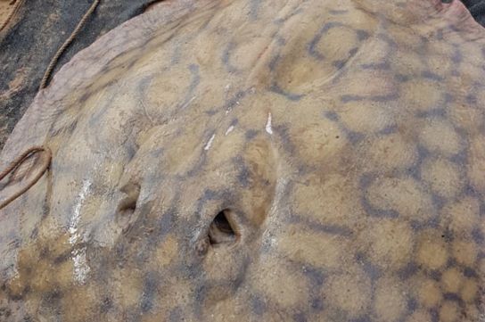 El ejemplar analizado medía 74 centímetros de ancho cuando fue marcado por los investigadores en el bajo Paraná.