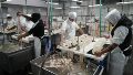 n grupo de operarios se puso al frente de las tareas de mantenimiento de mercadería en el establecimiento, con el objetivo de resguardar el valor de la empresa.