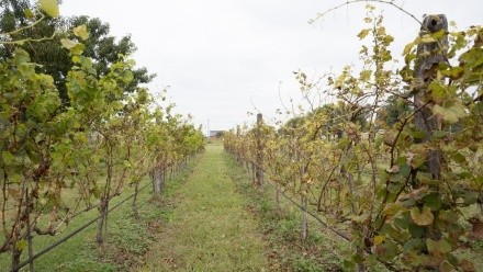 Crecen las producciones de vino en Santa Fe.