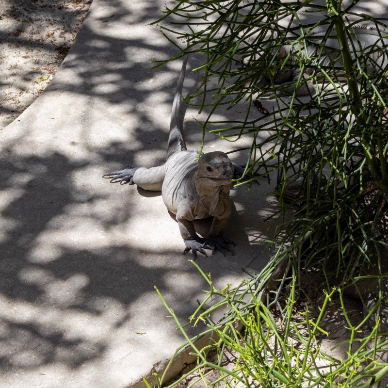 &nbsp;La población de iguanas rinoceronte se mantiene por debajo de los 1.000 ejemplares. (Rosario3)
