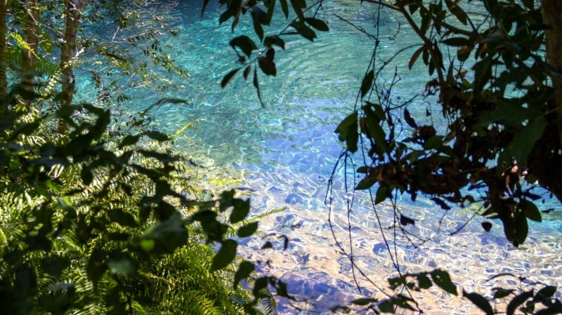 &nbsp;Los cenotes están rodeados de la vegetación tropical de la isla. (Rosario3)