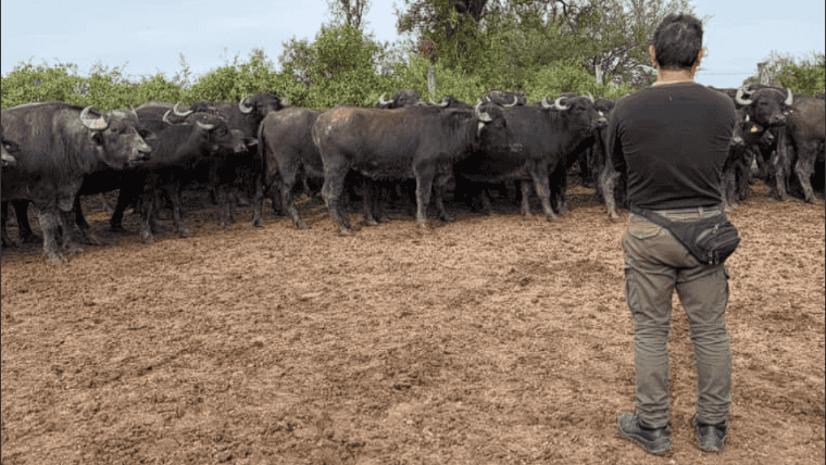 La carne de búfalo comienza a ganar espacio en Santa Fe.
