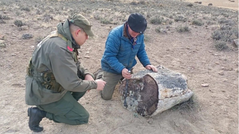 Nuevo hallazgo de bosques petrificados.