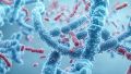 El estudio también reveló que esta molécula activa mecanismos vinculados con la inmunidad innata, contribuye a proteger las células frente al estrés oxidativo y favorece el correcto funcionamiento del revestimiento intestinal.