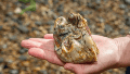 Lo que encontraron fue un molar superior izquierdo perteneciente a un Anancus avernensis.