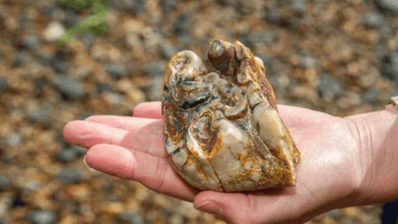 Lo que encontraron fue un molar superior izquierdo perteneciente a un Anancus avernensis.