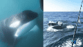 Un yate a la deriva tras ser atacado por orcas frente a las costas de Gibraltar.
