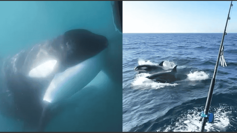 Un yate a la deriva tras ser atacado por orcas frente a las costas de Gibraltar.