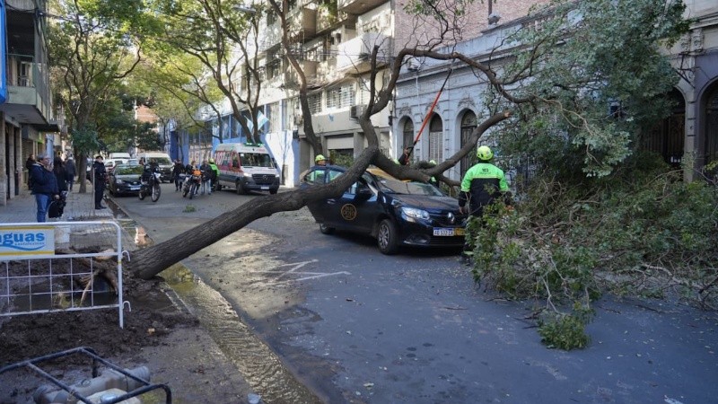 Así quedó el taxi tras la caída del ejemplar.
