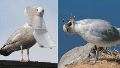 No están heridas ni enfermas: las gaviotas de la costa inglesa sufren una “resaca” natural tras darse un atracón de insectos.