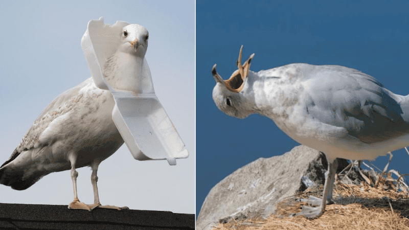 No están heridas ni enfermas: las gaviotas de la costa inglesa sufren una “resaca” natural tras darse un atracón de insectos.