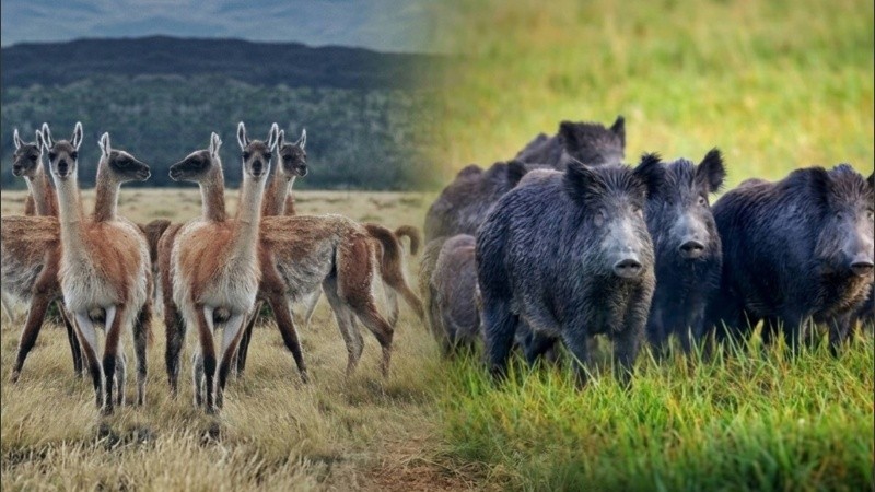 El proyecto de ley apunta a incorporar al mercado formal carnes que ya están presentes en la dieta regional, aunque fuera del control oficial.