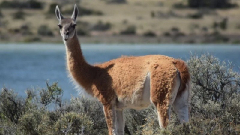 El consumo de carne de guanaco ocurre desde hace mucho tiempo en esa provincia, pero mayormente fuera del circuito legal y sin control sanitario.&nbsp;