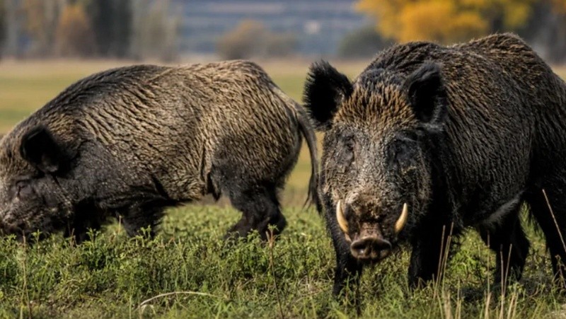 El proyecto prevé que los animales sean llevados a establecimientos de faena habilitados para su revisión.