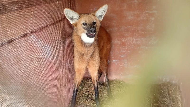 Se trata de una especie bajo una estricta catalogación de amenaza.