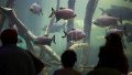 El Acuario permanecerá cerrado temporalmente (Archivo/Rosario3).