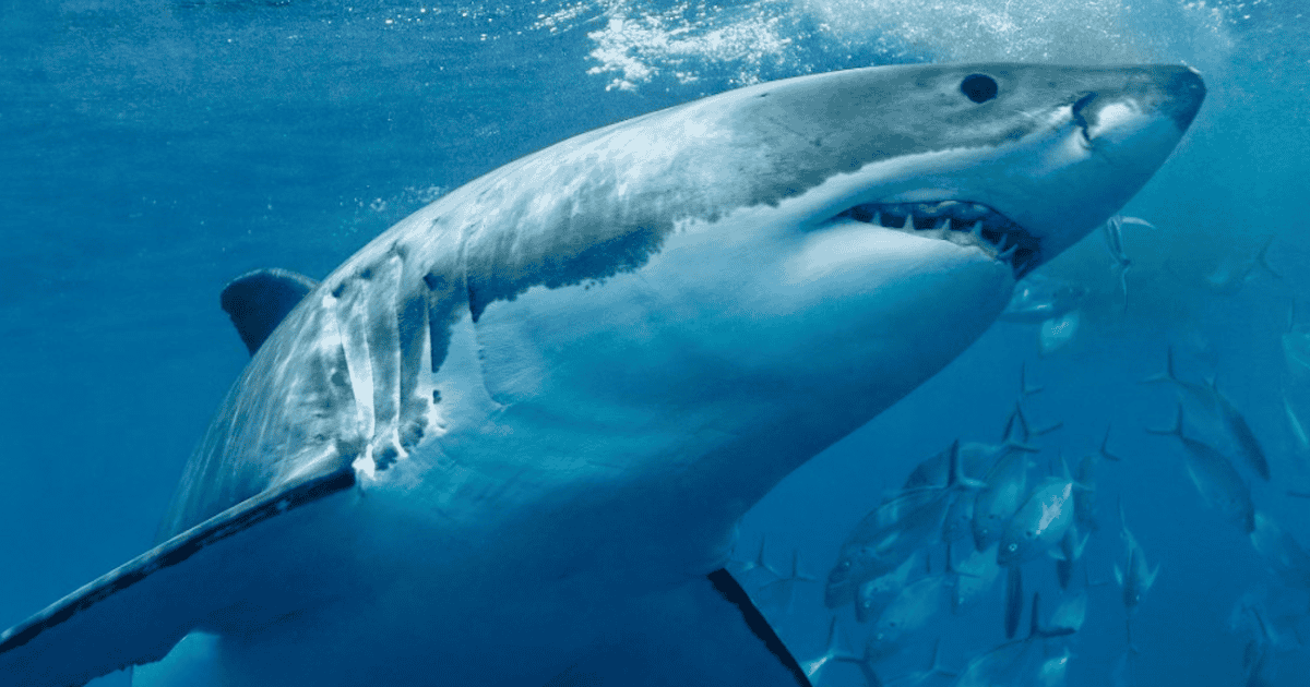 Reapareció Contender, el tiburón blanco más grande del Atlántico y hay alerta en Estados Unidos