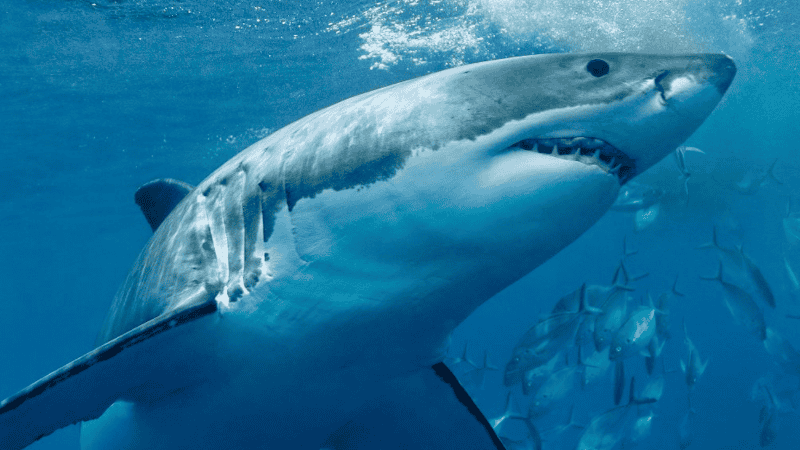 El tiburón de 771 kilos que recorre toda América reapareció.