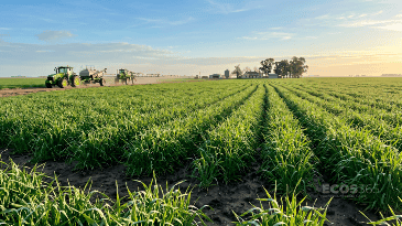 Los lotes de la región núcleo muestran un excelente punto de partida agronómico y alientan las expectativas para el ciclo triguero.