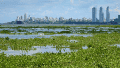 El río Paraná amaneció con gran presencia de camalotes y advierten sobre riesgos para la navegación.