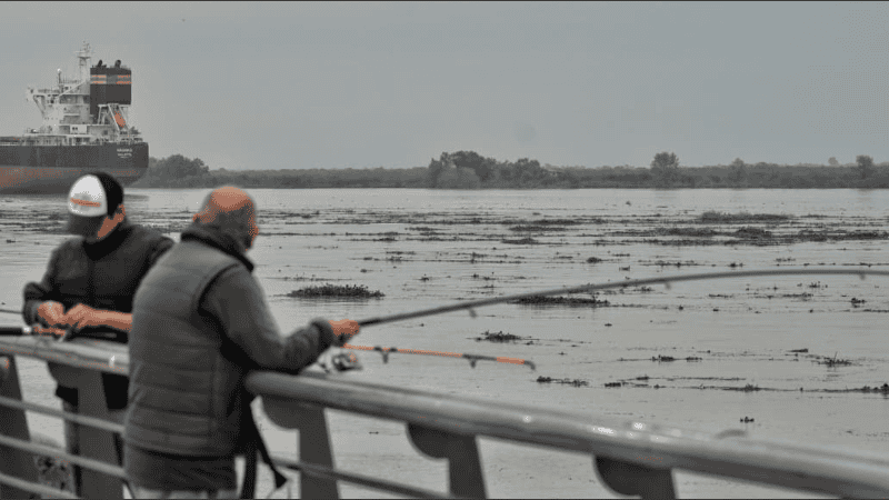 El río Paraná amaneció con gran presencia de camalotes y advierten sobre riesgos para la navegación.
