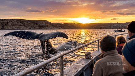 Una ballena vale US$2 millones para el FMI: el avistaje y los créditos de carbono ya son negocio en Argentina