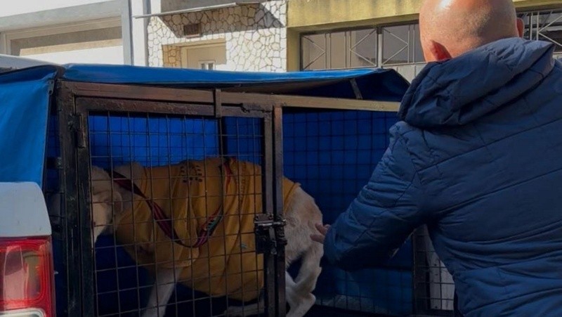 &nbsp;Las actuaciones de la Oficina de Protección Animal comienzan con las denuncias que se realizan al 147 .