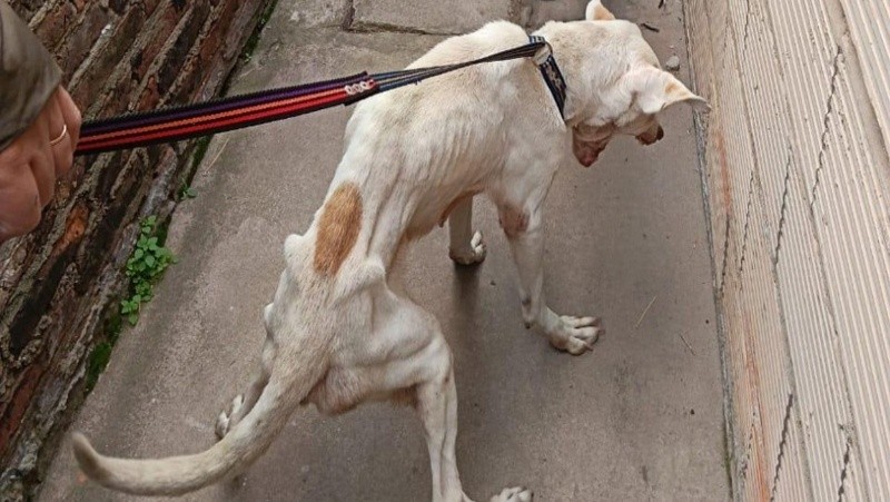 &nbsp;A los rescates se llega en los casos extremos, cuando los animales están muy debilitados.