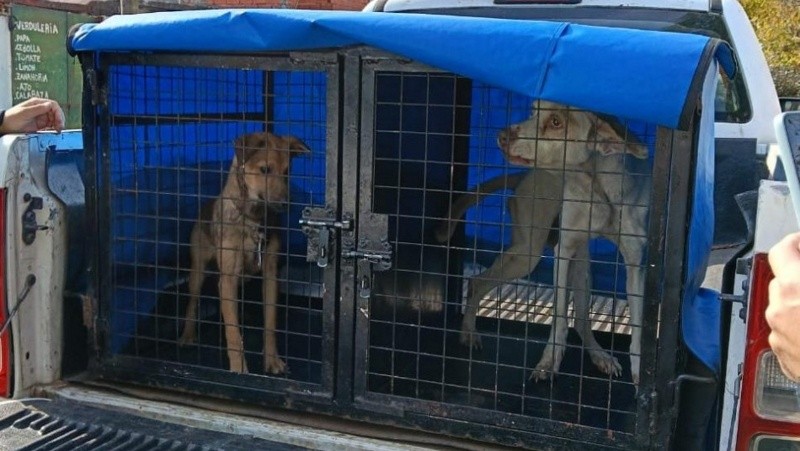 En concreto, en lo que va de 2026 el Área de Protección Animal municipal rescató 62 perros, 50 gatos y 6 patos.&nbsp;