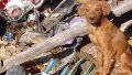 En lo que va de 2026 el Área de Protección Animal municipal rescató 62 perros, 50 gatos y 6 patos.