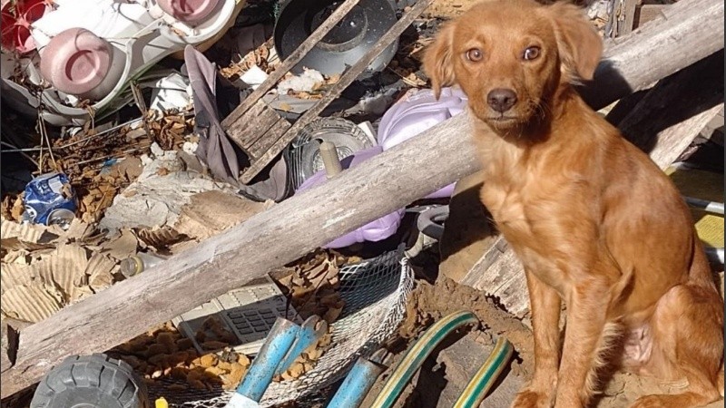 En concreto, en lo que va de 2026 el Área de Protección Animal municipal rescató 62 perros, 50 gatos y 6 patos.