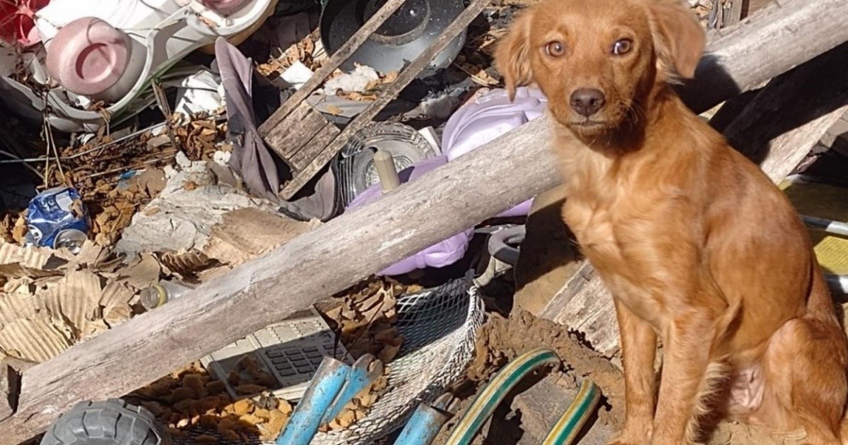 Operativo municipal por maltrato animal en Rosario