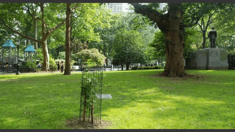 El árbol creció un año en silencio y lo presentaron a mediados de julio.
