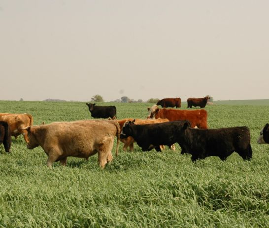 En Santa Fe el 4,94% de la superficie rural provincial está en manos extranjeras. (Educ.ar)