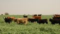 En Santa Fe el 4,94% de la superficie rural provincial está en manos extranjeras. (Educ.ar)