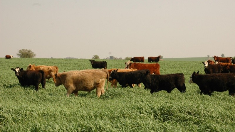 En Santa Fe el 4,94% de la superficie rural provincial está en manos extranjeras. (Educ.ar)
